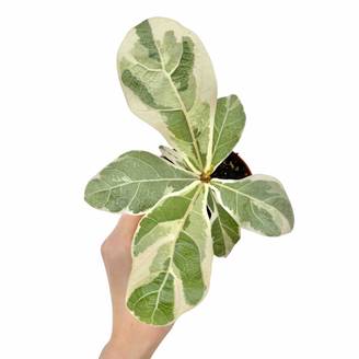 Ficus Lyrata Variegata - Pot de 10,5cm - Plantes d'intérieur