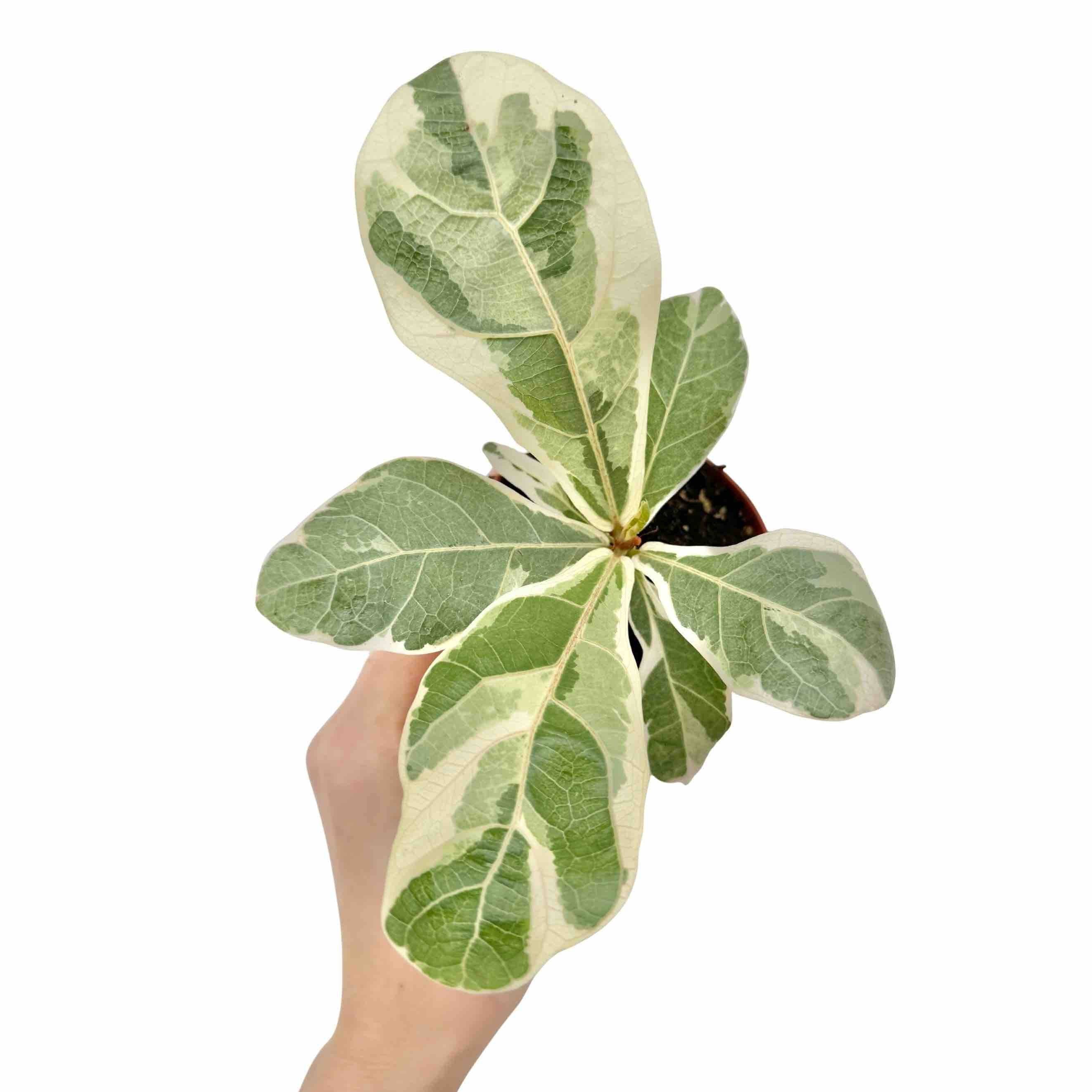 Ficus Lyrata Variegata - Pot de 10,5cm - Plantes d'intérieur - Image 1