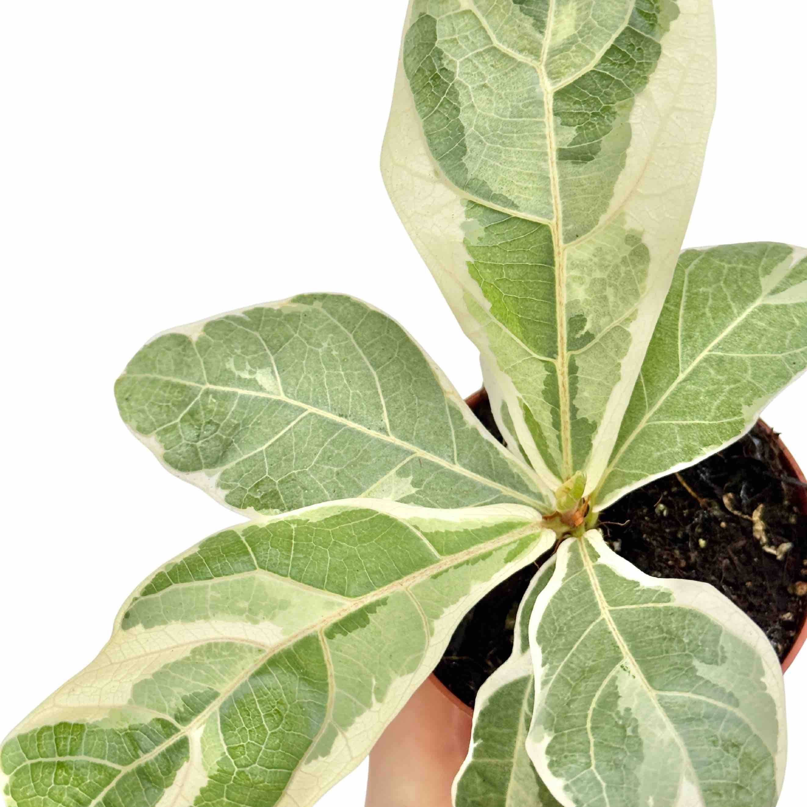 Ficus Lyrata Variegata - Pot de 10,5cm - Plantes d'intérieur - Image 2