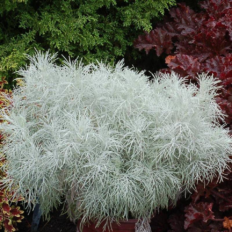 Armoise Makana Silver® à fleurs Blanche/ - feuillage Semi-Persistant - Godet - 5/20 cm