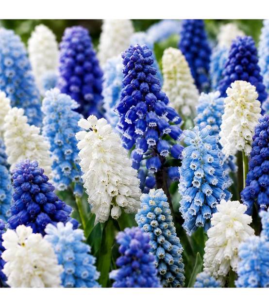 Muscari en mélange Sgaravatti 10 bulbes, floraison printanière compacte idéale en bordure et rocaille - 618121 - Image 1