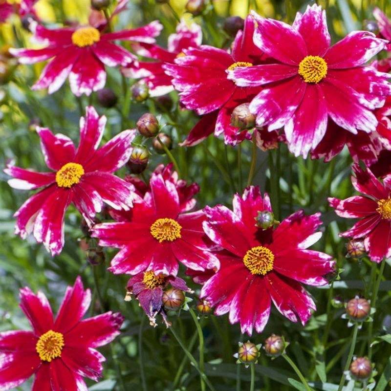 Promesse de Fleurs - Coreopsis Madras Magic - Coréopsis Godet de 8/9 cm