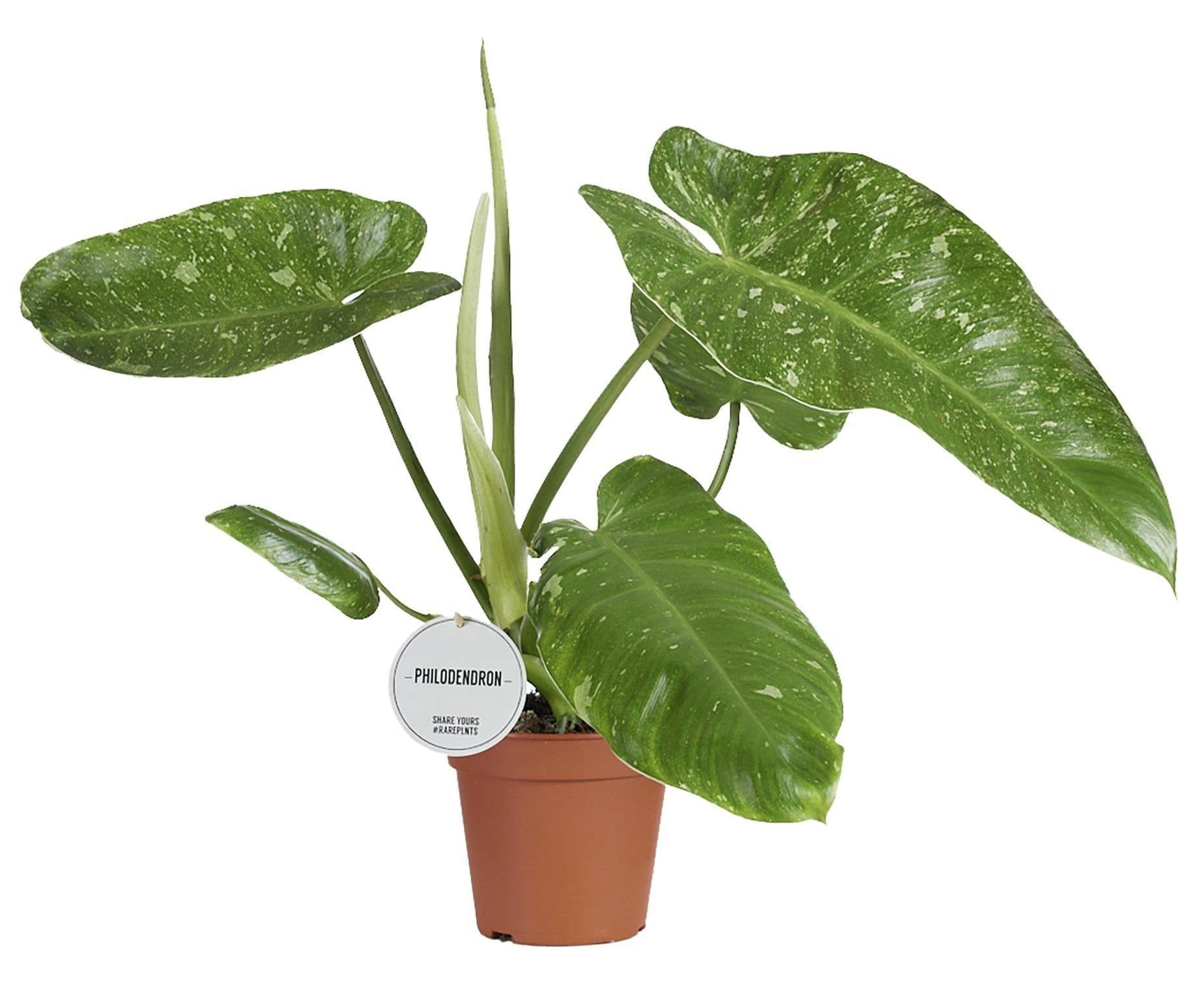 Philodendron Jose Buono- La Green Touch - Image 2