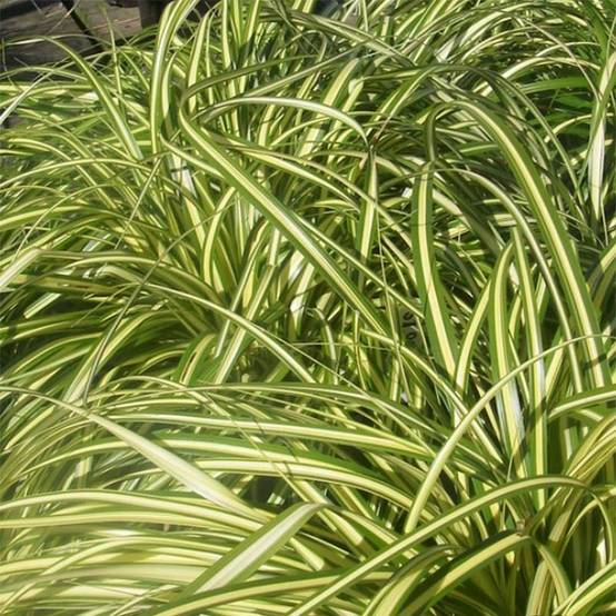 Promesse de Fleurs - Carex morrowii Aureovariegata - Laîche du Japon Godet de 8/9 cm