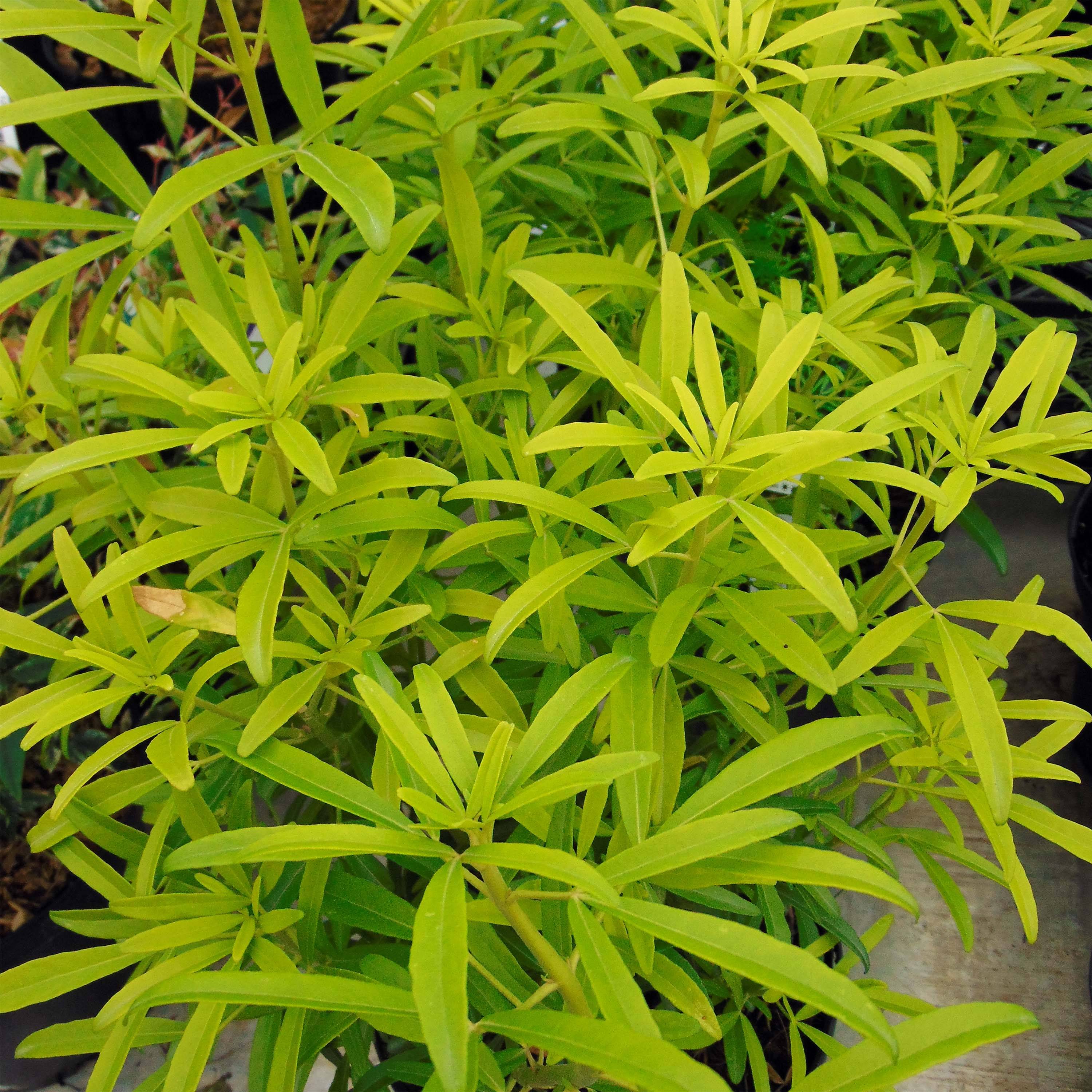 Promesse de Fleurs - Choisya Aztec Gold - Oranger du Mexique Pot de 2L/3L - Image 1