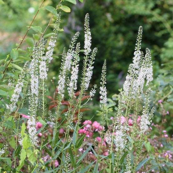 Promesse de Fleurs - Lysimachia ephemerum - Lysimaque ephémère Godet de 8/9 cm