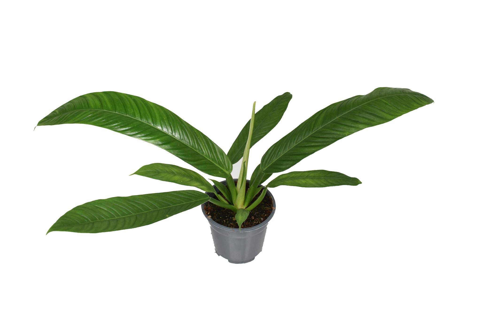 Philodendron Campiii P14 - D14 H40cm