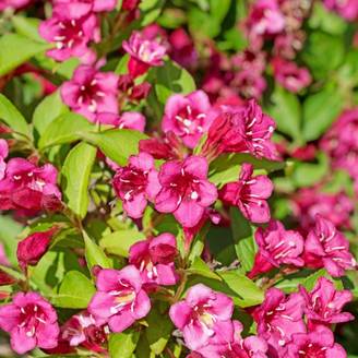 Weigela (Weigela) - Godet - Taille 20/40cm - Pépinières Naudet