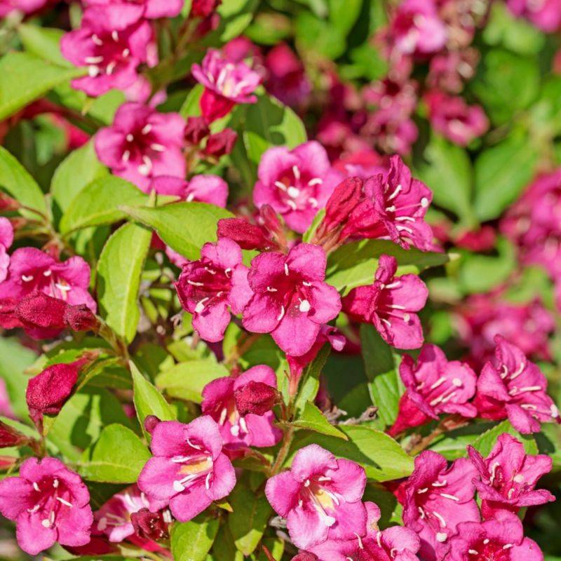 Weigela (Weigela) - Godet - Taille 20/40cm - Pépinières Naudet - Image 1