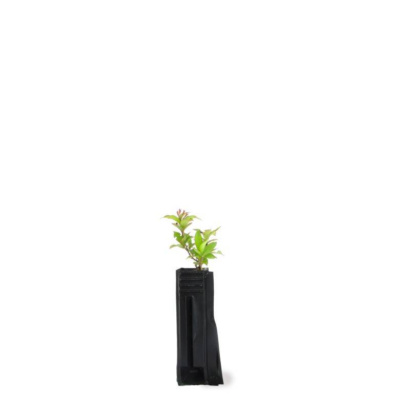 Weigela (Weigela) - Godet - Taille 20/40cm - Pépinières Naudet - Image 2