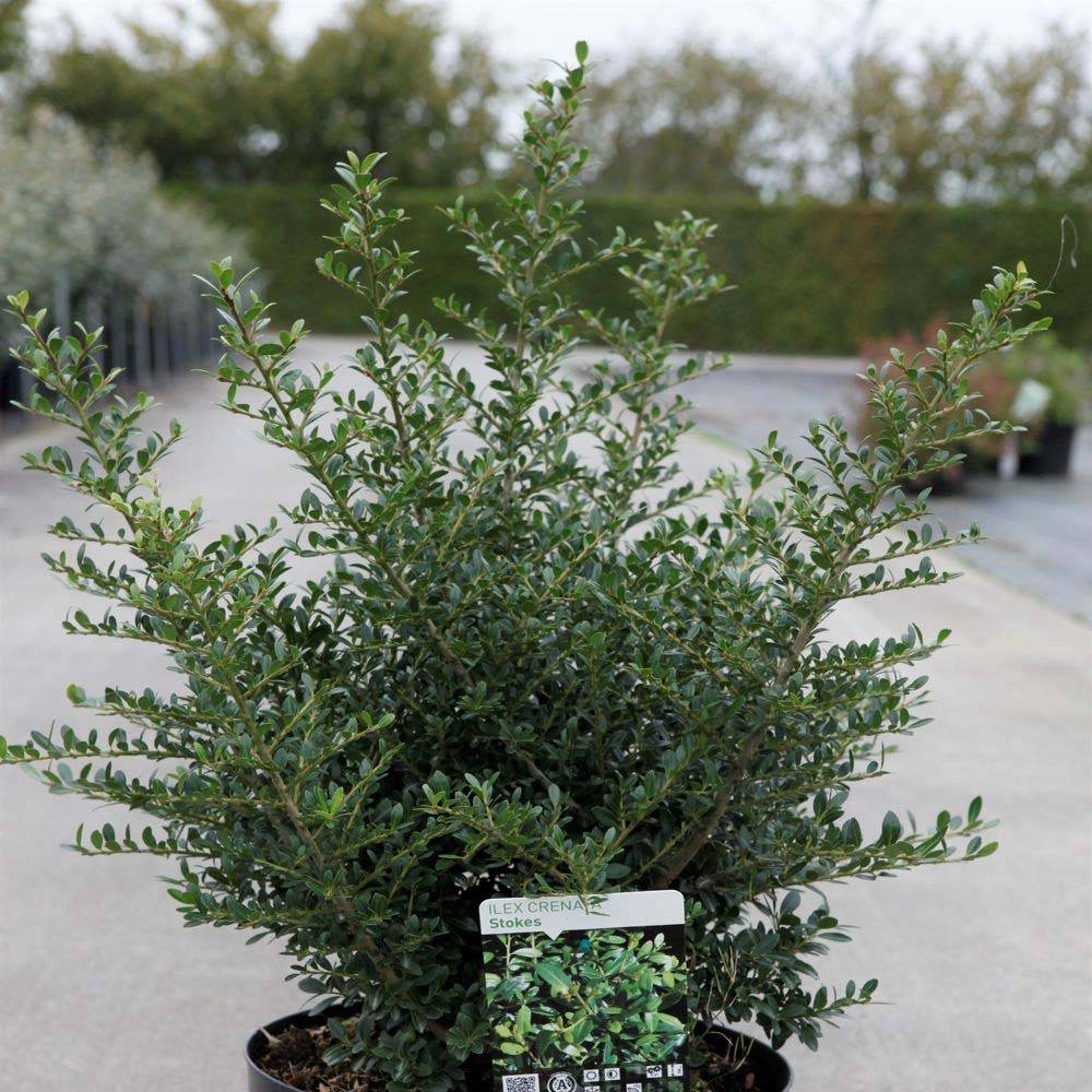 Promesse de Fleurs - Ilex crenata Stokes - Houx crénelé nain Pot de 2L/3L - Image 1
