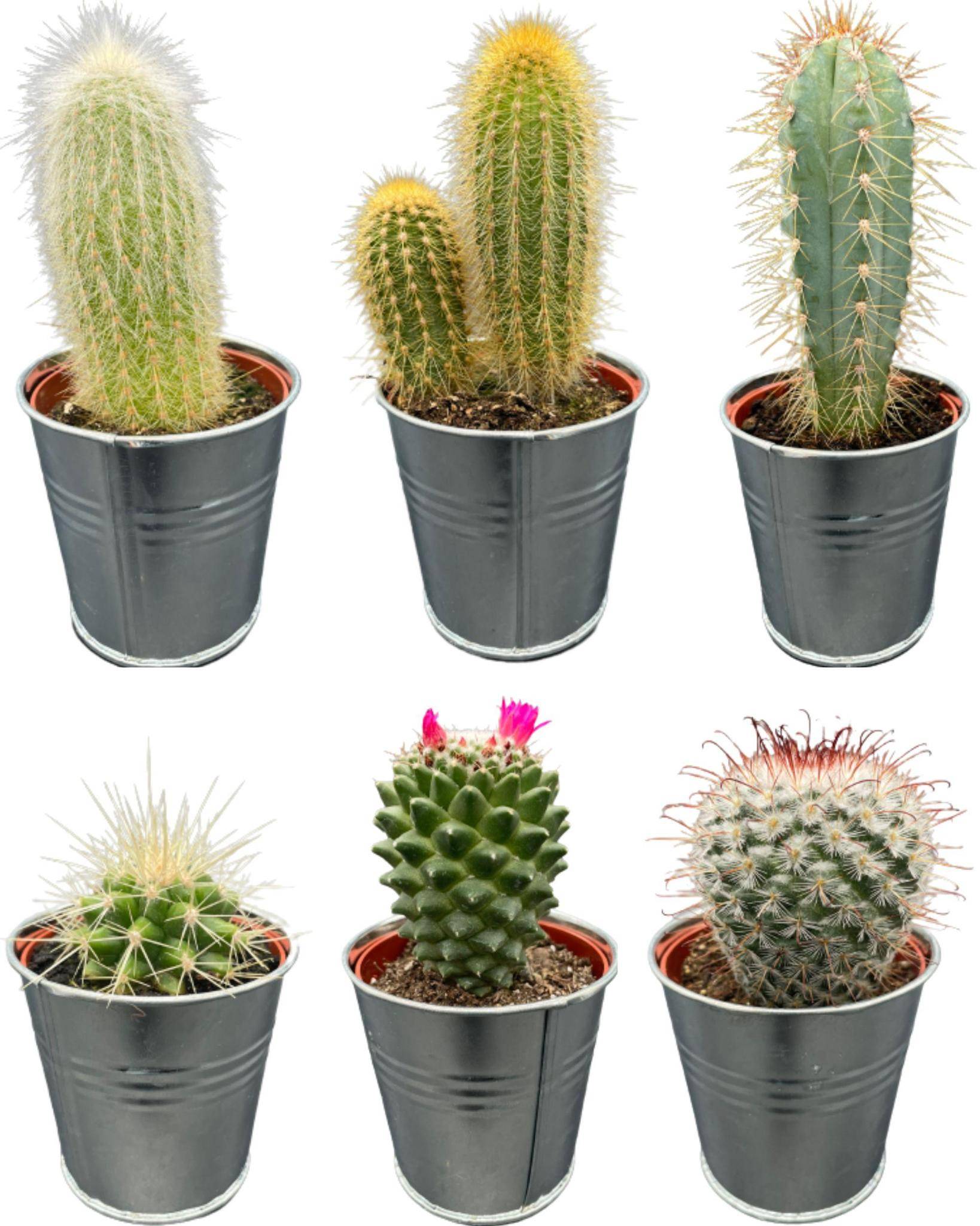 Ensemble de 6 cactus en pot de zinc- La Green Touch - Image 1