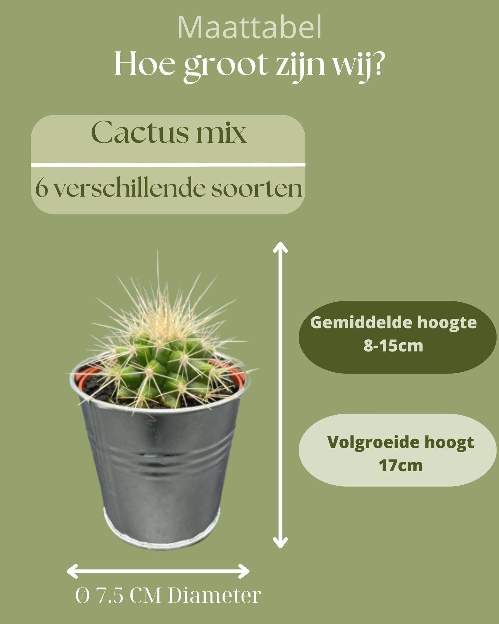 Ensemble de 6 cactus en pot de zinc- La Green Touch - Image 4