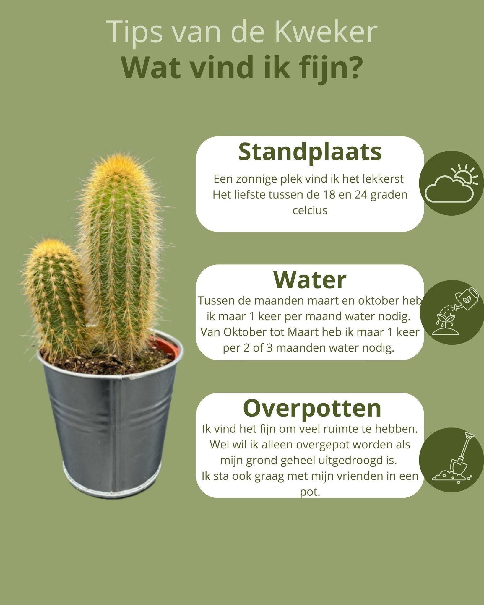 Ensemble de 6 cactus en pot de zinc- La Green Touch - Image 5
