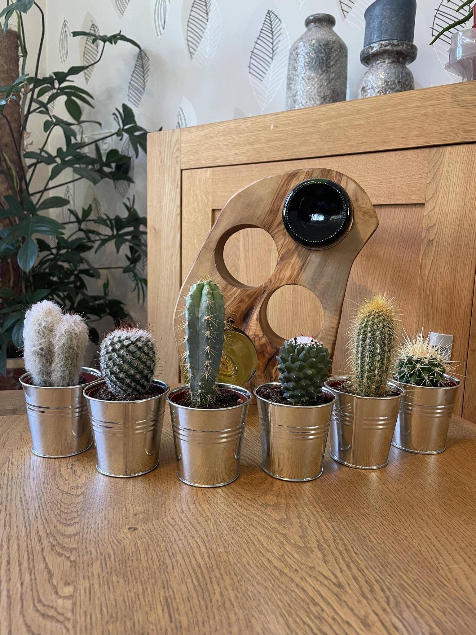 Ensemble de 6 cactus en pot de zinc- La Green Touch - Image 2
