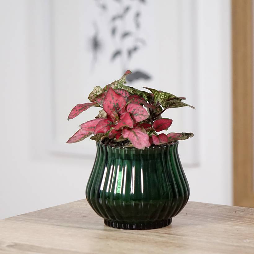 Promesse de Fleurs - Hypoestes phyllostachya Red Mini-plante