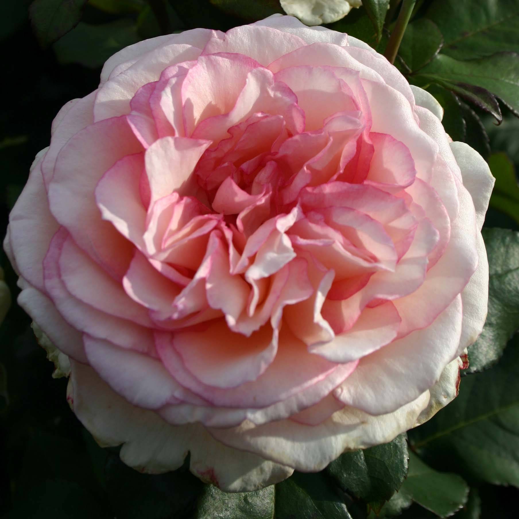 Promesse de Fleurs - Rosier à grandes fleurs Souvenir de Baden-Baden Pot de 4L/5L