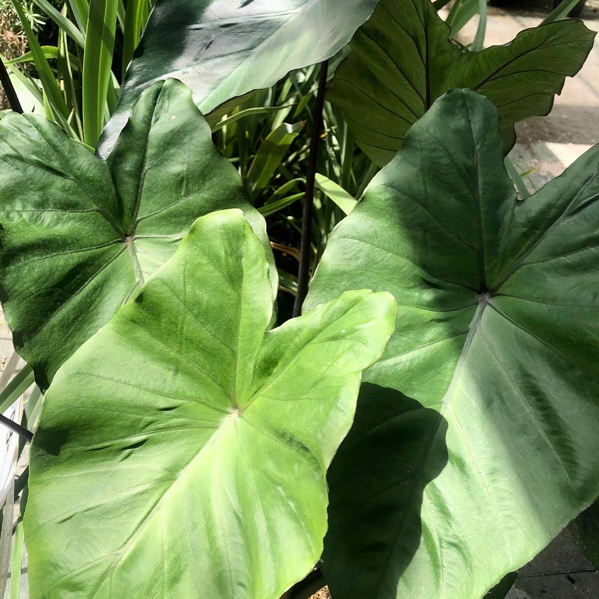 Colocasia Black Stem - Oreille d'Eléphant Pot de 3L/4L
