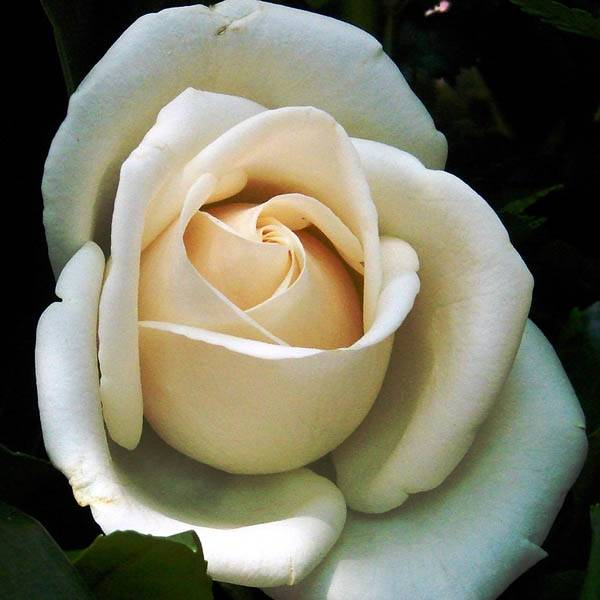 Promesse de Fleurs - Rosier grimpant Schneewalzer Racines nues en motte