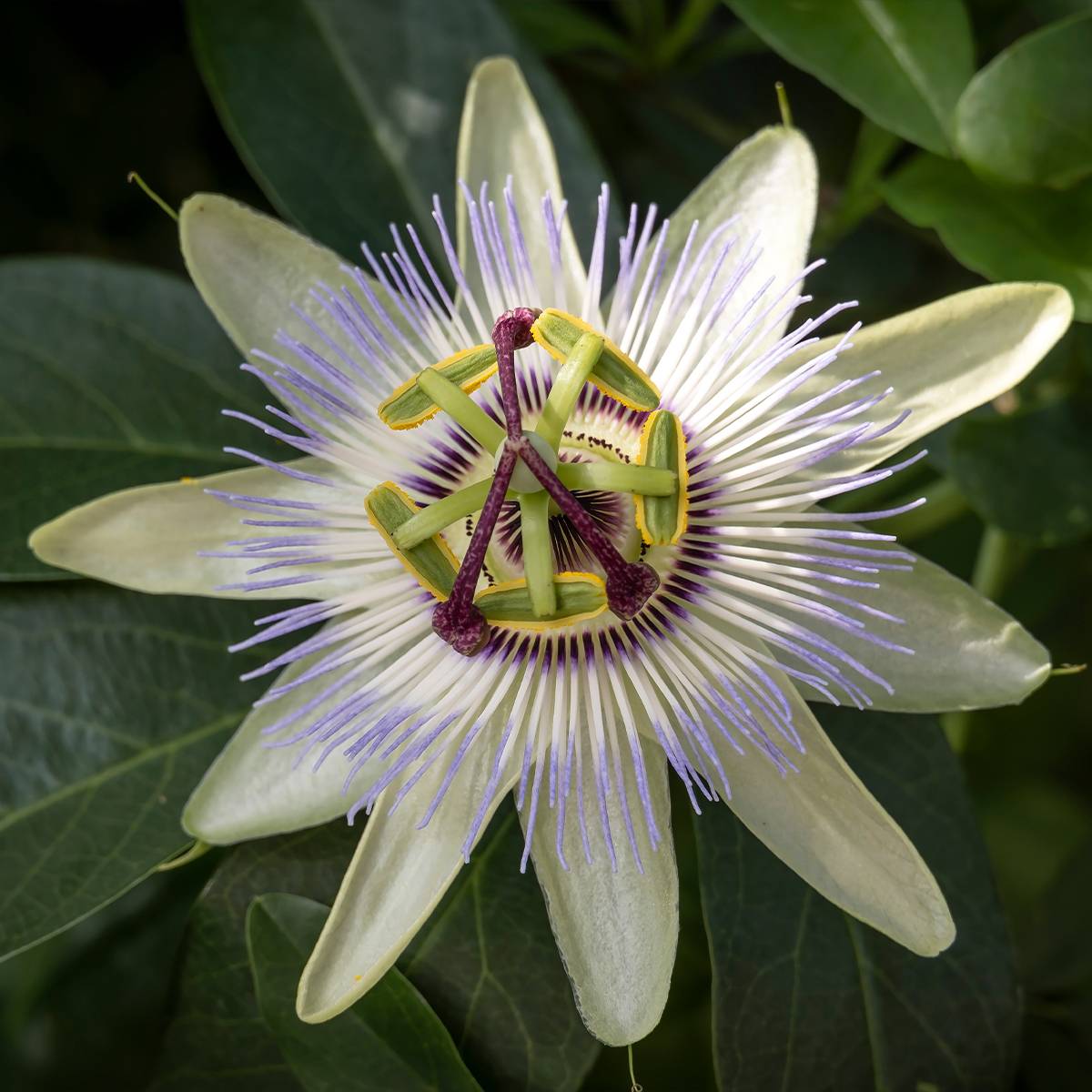Passiflore, Fleur de la passion - Passiflora caerulea Clear Sky Pot de 1,5L/2L