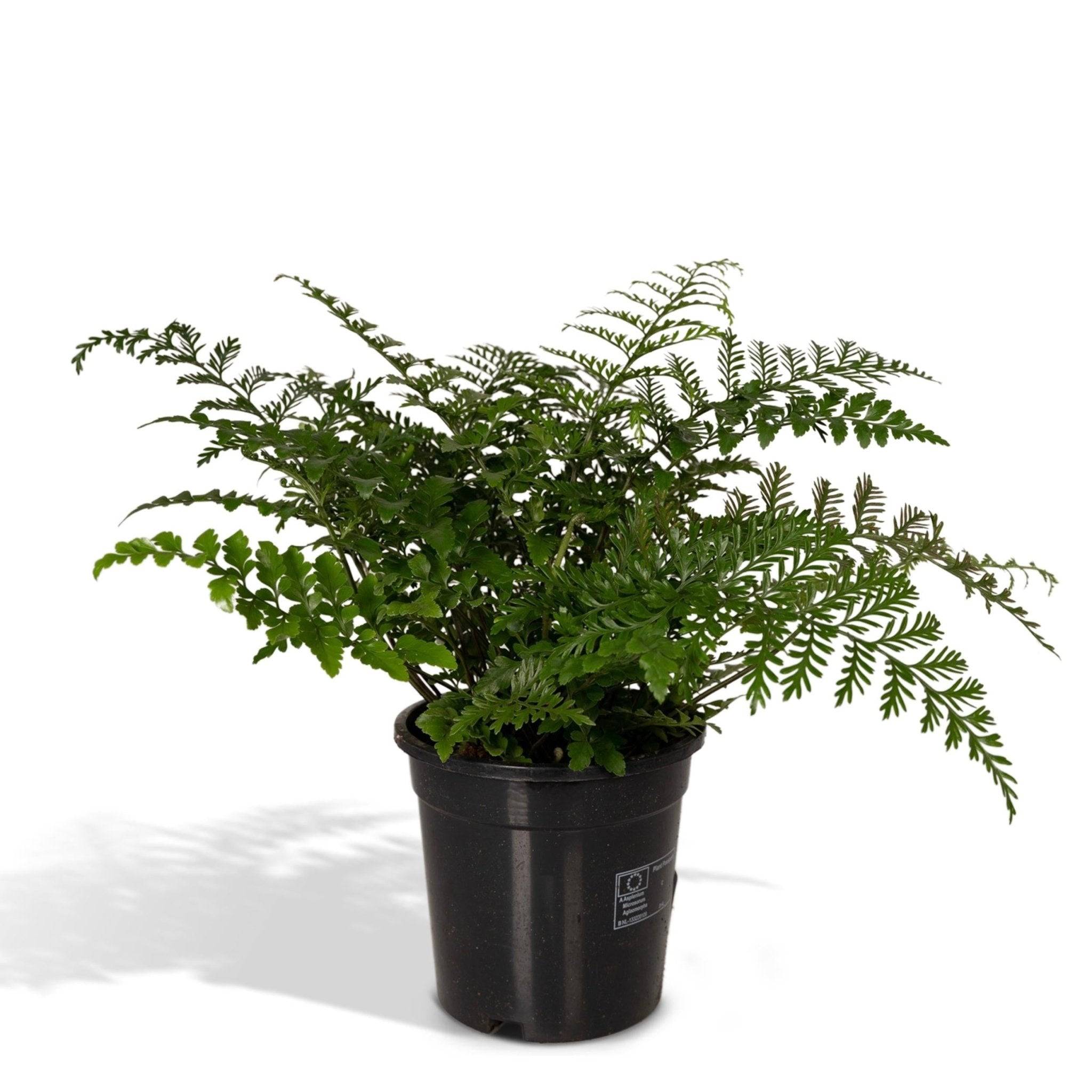 Asplenium Parvati 30cm - Plante d'intérieur- La Green Touch - Image 1