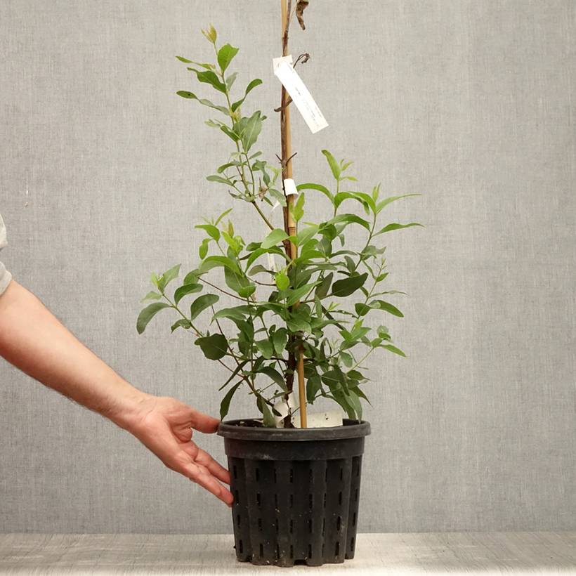 Eucalyptus kitsoniana - Gommier du Gippsland  Pot de 4L/5L, Pot anti-chignon - Image 2