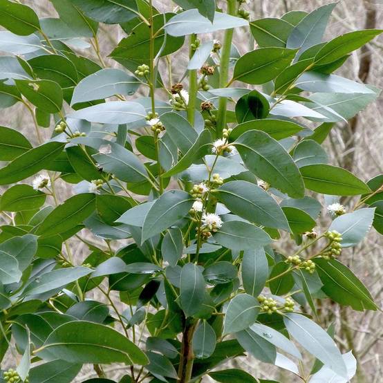 Eucalyptus kitsoniana - Gommier du Gippsland Pot de 4L/5L, Pot anti-chignon - Image 1