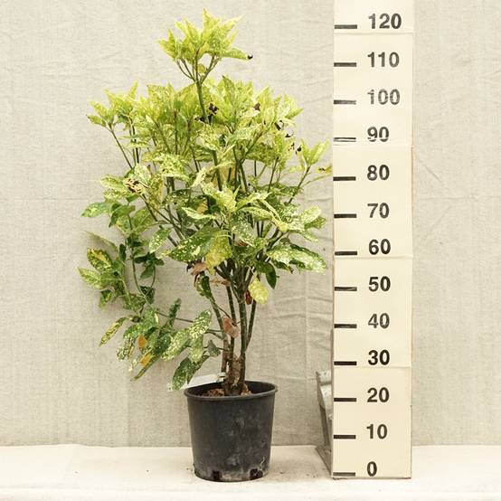 Aucuba japonica Crotonifolia Pot de 7,5L/10L - Image 2