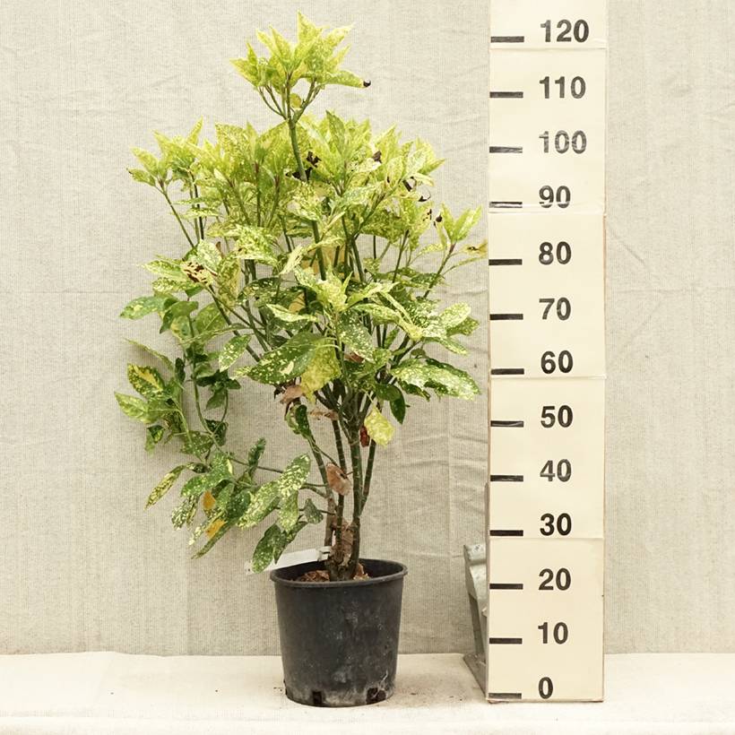Aucuba japonica Crotonifolia Pot de 7,5L/10L - Image 2