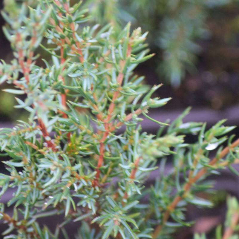 Genévrier commun Hibernica, Juniperus - Pot de 1,5L - 10/20 cm - Image 1