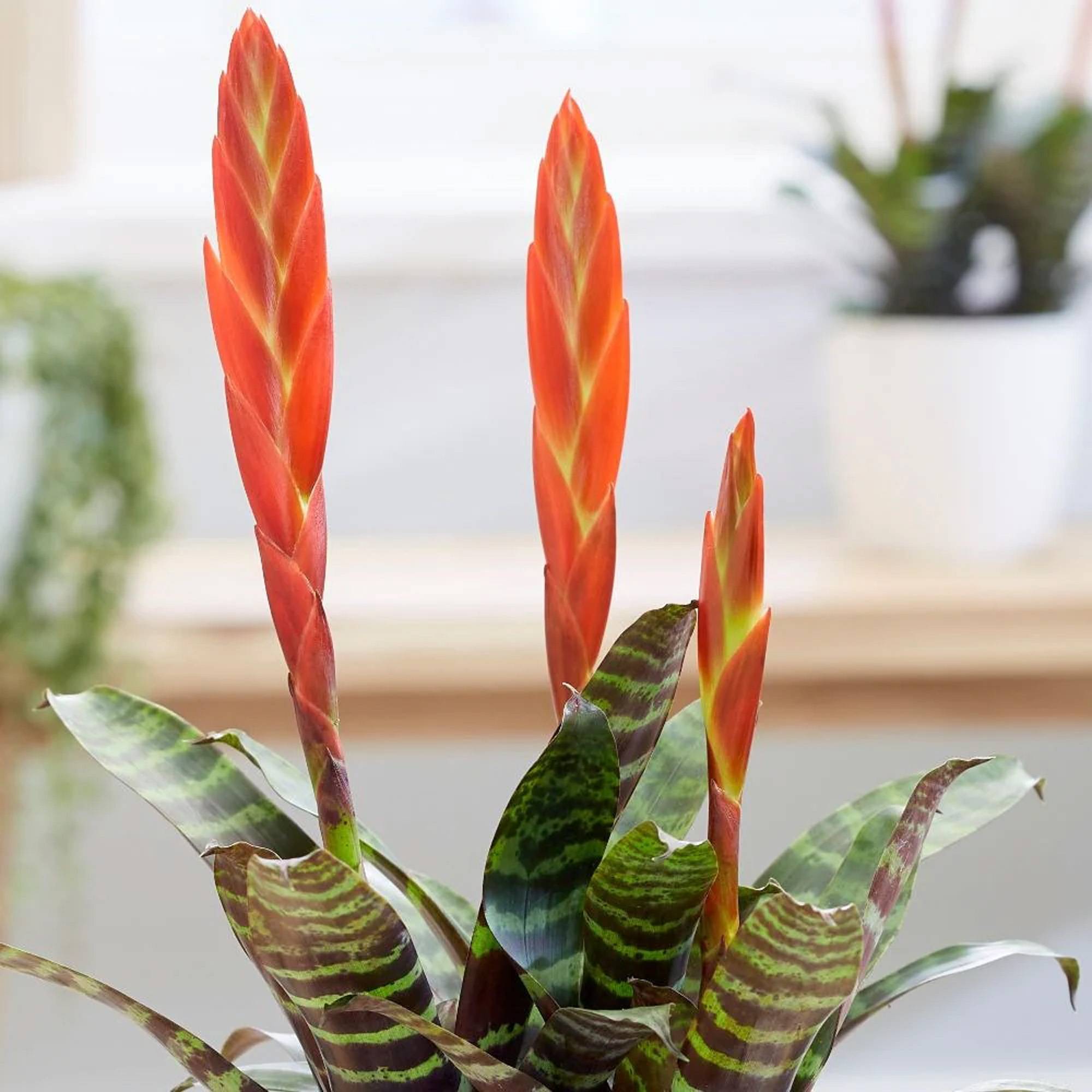 Gardenersdream - Vriesea Era Rouge-Verte "Epée Flamboyante" | Plante D'Intérieur À Fleurs Persistantes | Plante D'Intérieur En Pot Pour La Maison, Le Bureau - Image 2