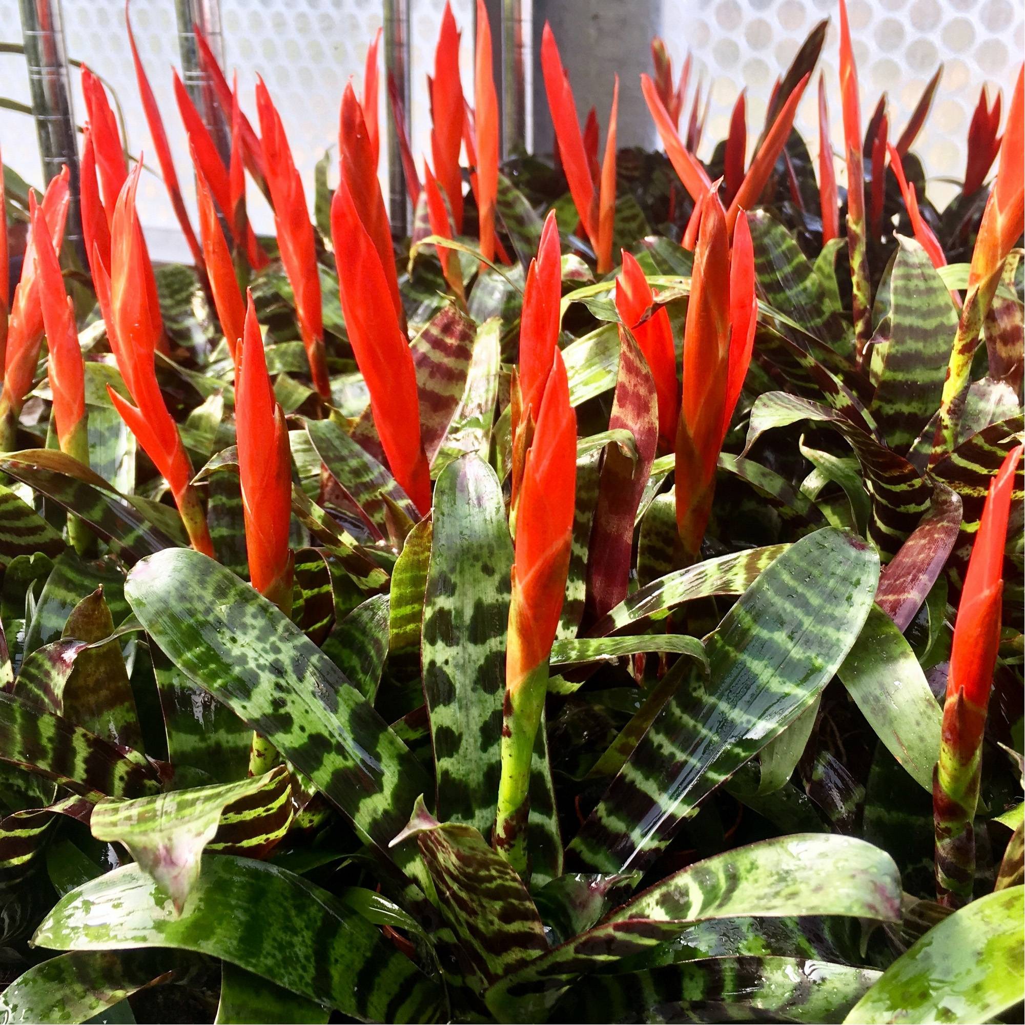 Gardenersdream - Vriesea Era Rouge-Verte "Epée Flamboyante" | Plante D'Intérieur À Fleurs Persistantes | Plante D'Intérieur En Pot Pour La Maison, Le Bureau - Image 4