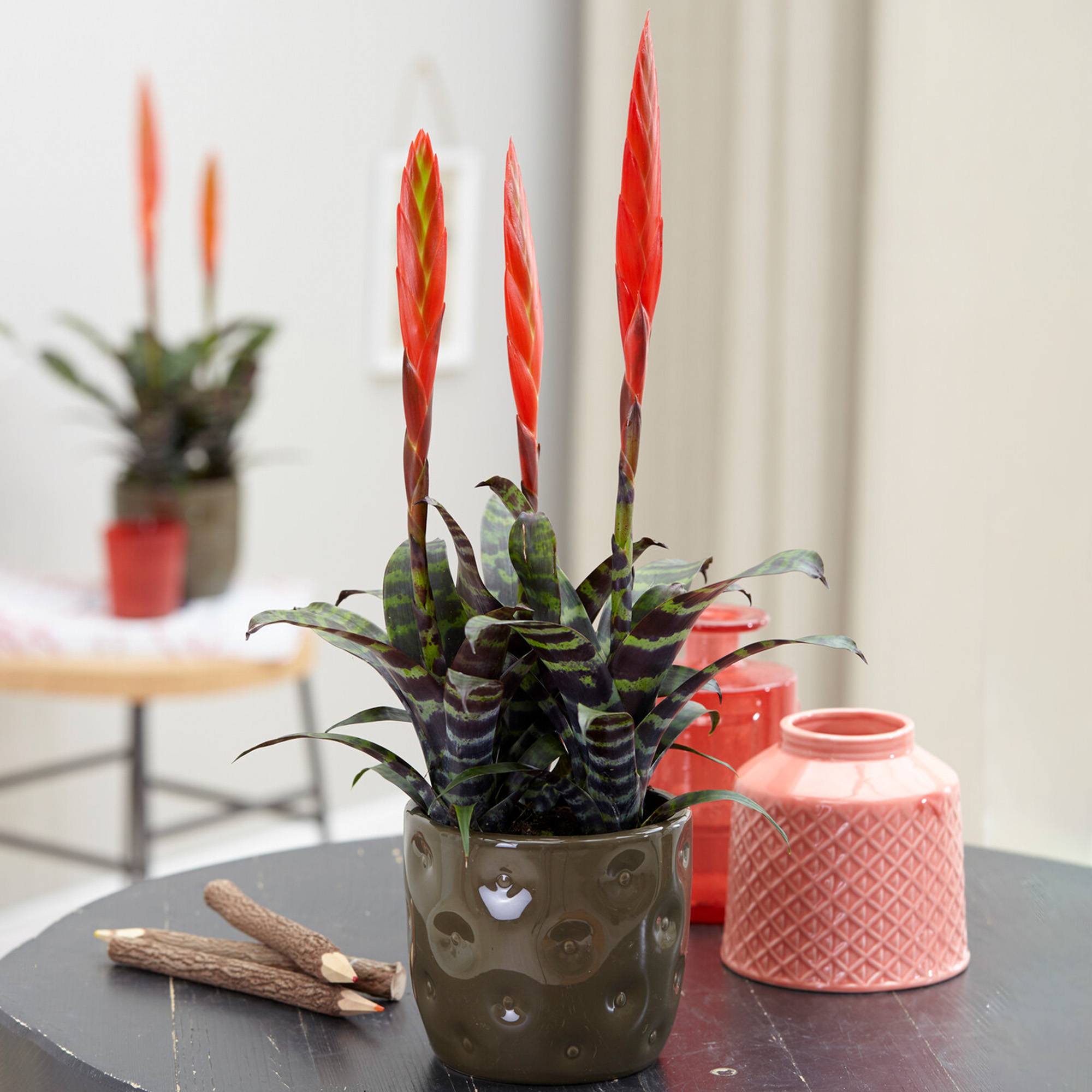 Gardenersdream - Vriesea Era Rouge-Verte "Epée Flamboyante" | Plante D'Intérieur À Fleurs Persistantes | Plante D'Intérieur En Pot Pour La Maison, Le Bureau - Image 1