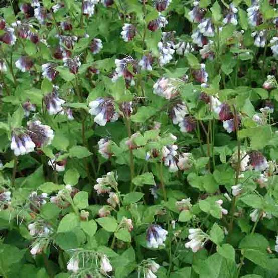 Consoude à grandes fleurs - Symphytum Sky Blue Pink Godet de 8/9 cm