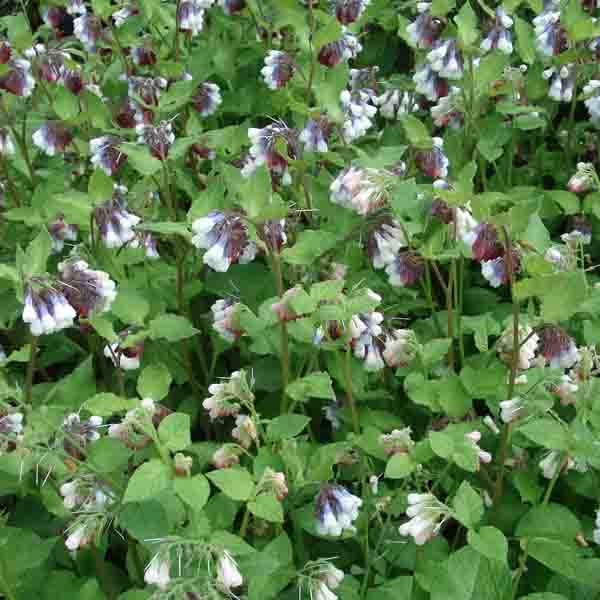 Consoude à grandes fleurs - Symphytum Sky Blue Pink Godet de 8/9 cm