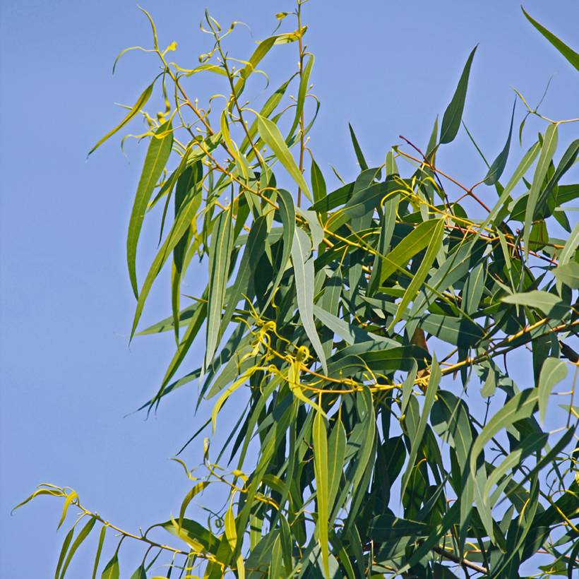 Promesse de Fleurs - Graines d'Eucalyptus citriodora Lemon Bush le sachet de 10 graines environ