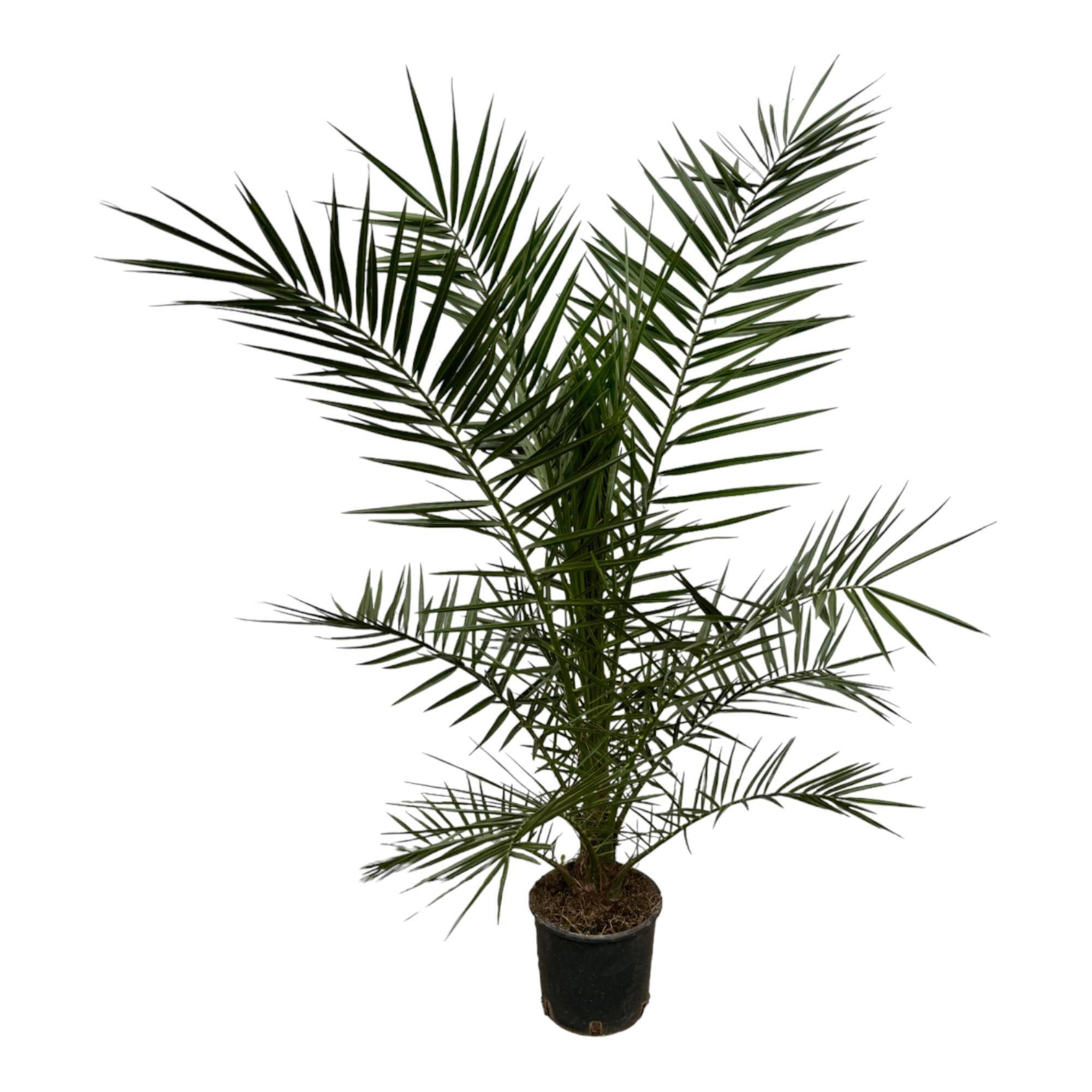 Phoenix Canariensis 160cm - D22 H160cm - Image 2