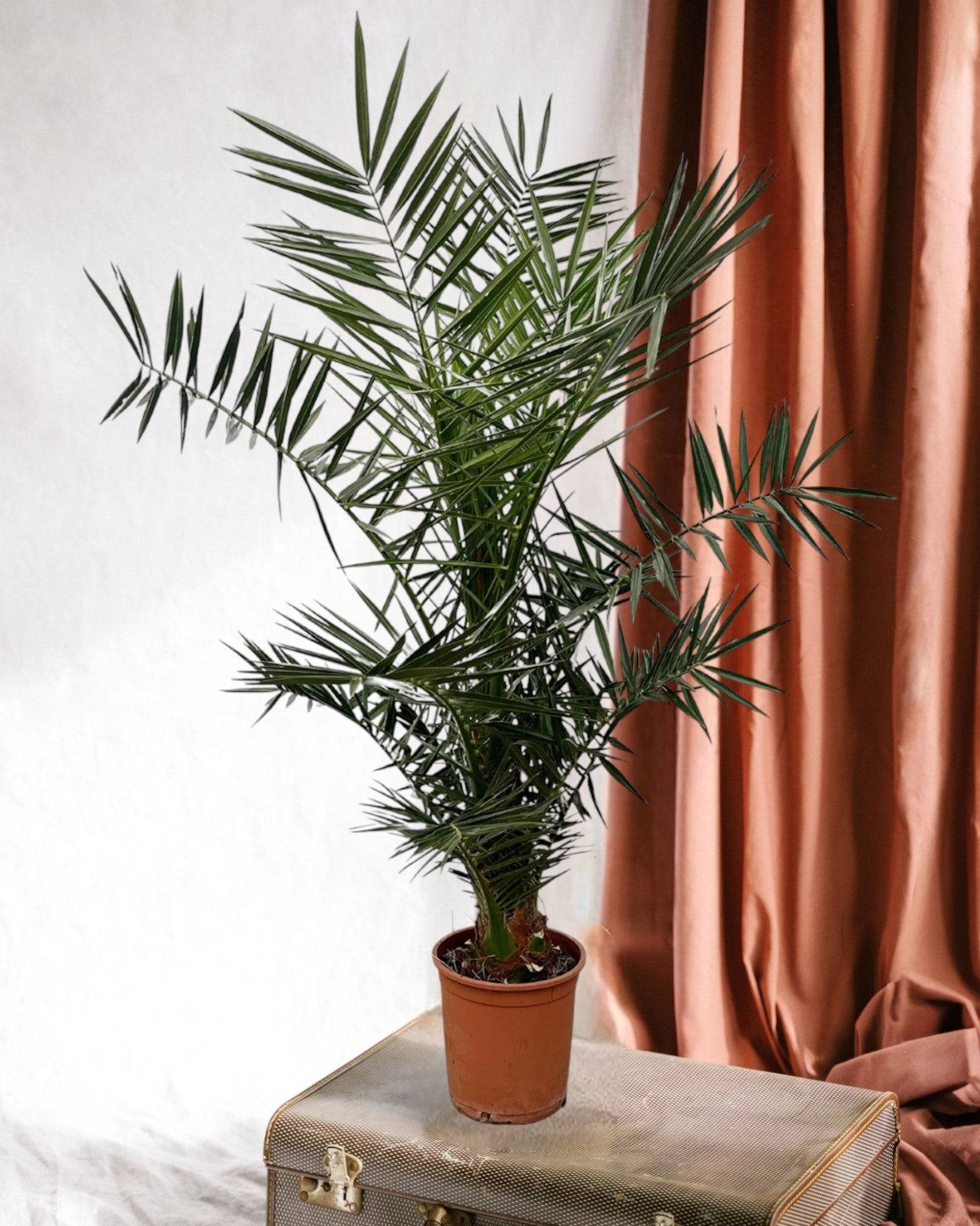 Phoenix Canariensis 160cm - D22 H160cm