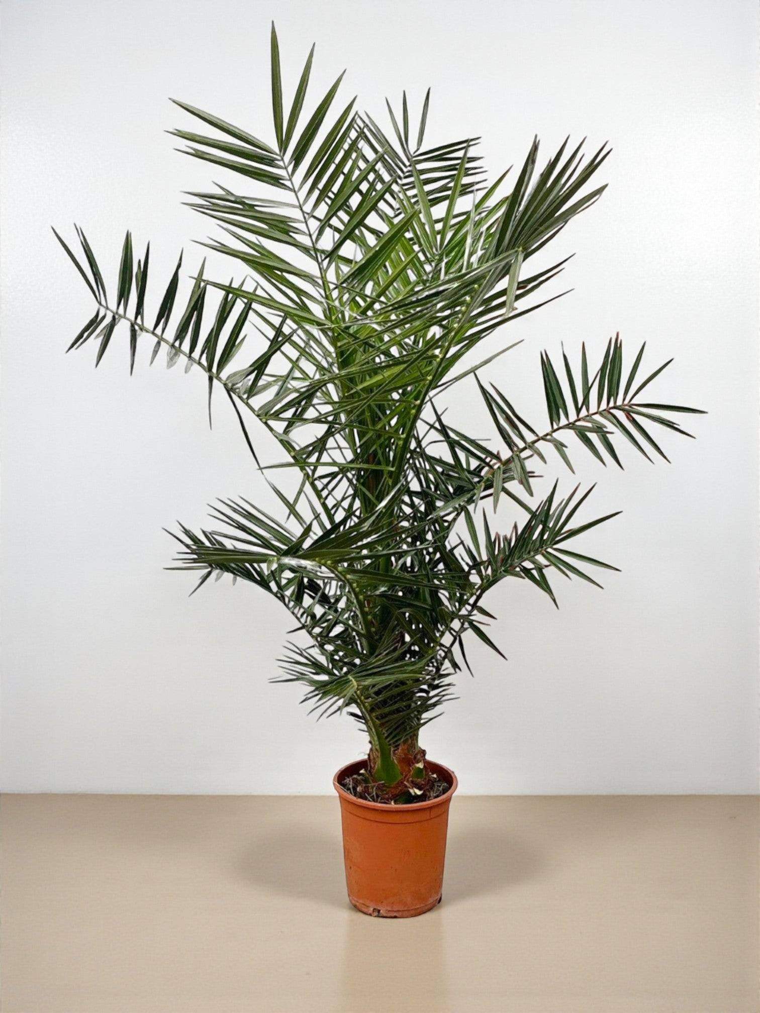 La Green Touch - Phoenix Canariensis 140cm - D27 H140cm