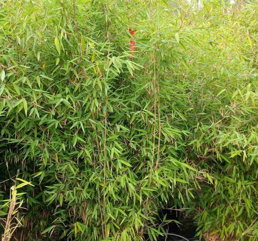 0 - Fargesia nitida "Winterjoy" (nitida x murielae) (Bambou non traçant) Pot 45 Litres - 200/225cm - 14/24 cannes