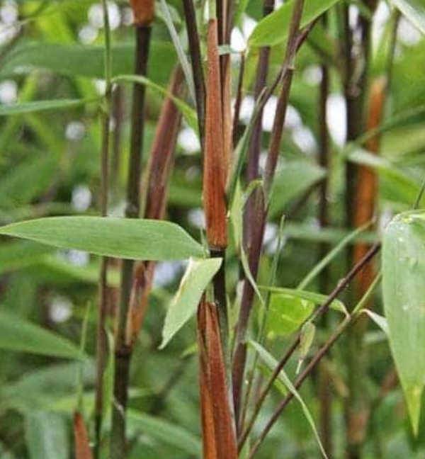 0 - Fargesia nitida "Winterjoy" (nitida x murielae) (Bambou non traçant) Pot 45 Litres - 200/225cm - 14/24 cannes - Image 3