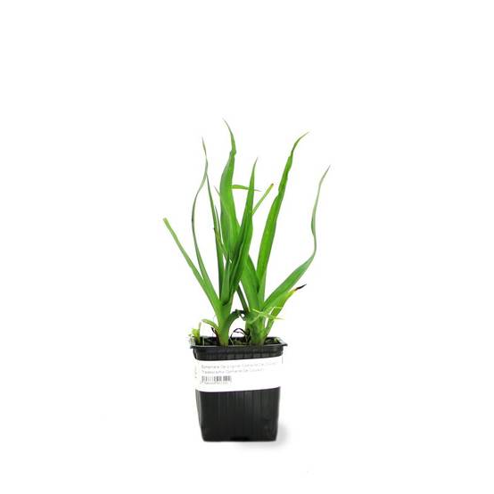 3 Ephémères De Virginie 'Domaine De Courson' (Tradescantia 'Domaine de Courson') - Lot de 3 vivaces - Pépinières Naudet - Image 2