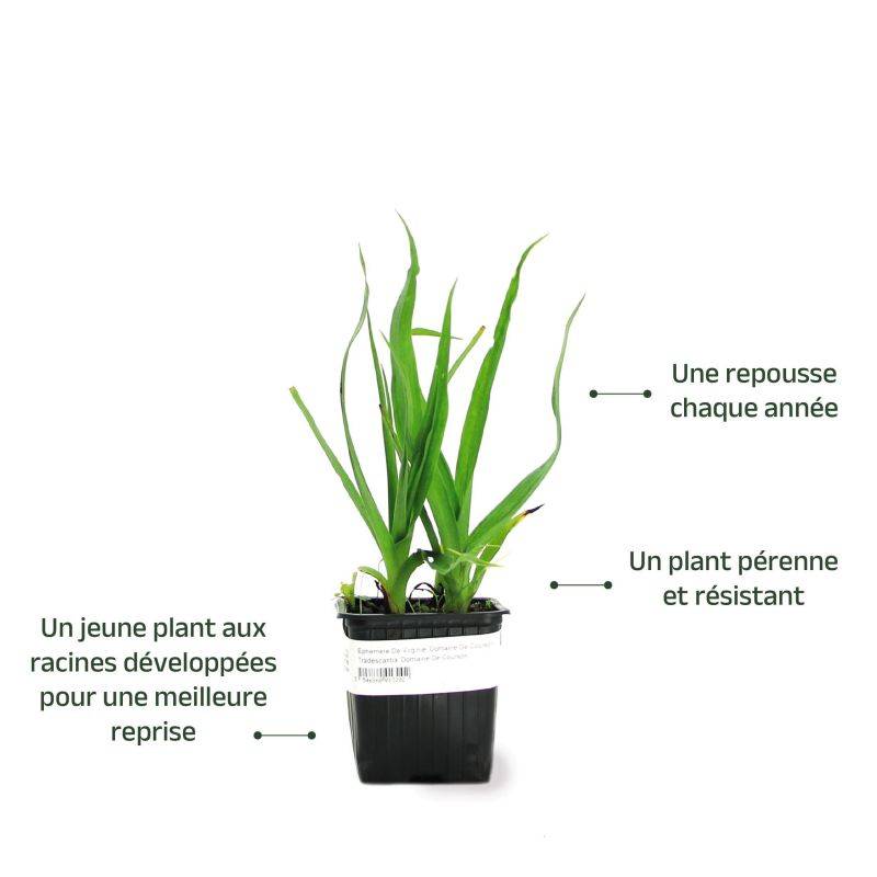 3 Ephémères De Virginie 'Domaine De Courson' (Tradescantia 'Domaine de Courson') - Lot de 3 vivaces - Pépinières Naudet - Image 3