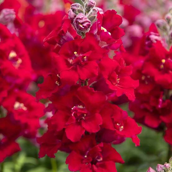 Graines de Muflier Sweet Duet Deep Red - Antirrhinum majus le sachet de 30 graines environ
