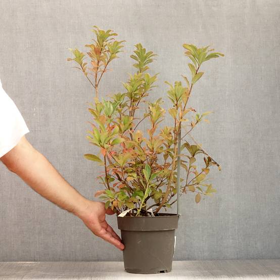 Promesse de Fleurs - Azalée de Chine Soir de Paris Pot de 4L/5L - Image 2