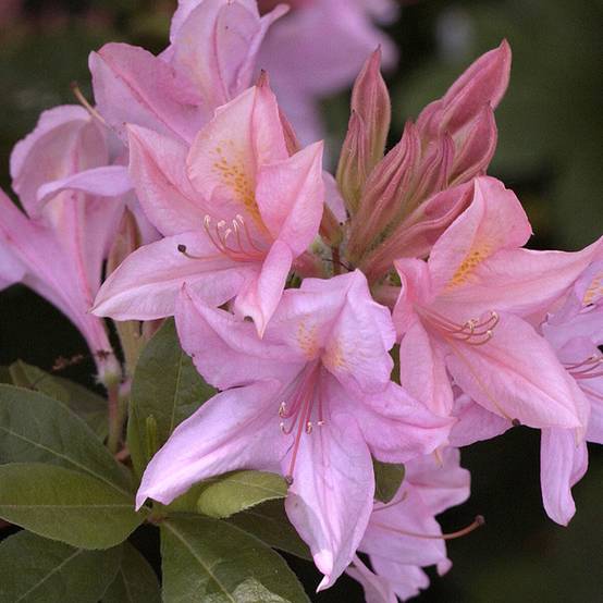 Promesse de Fleurs - Azalée de Chine Soir de Paris Pot de 4L/5L - Image 1