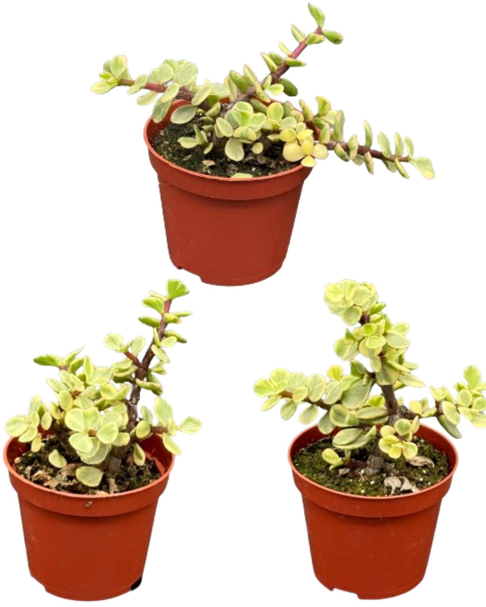 Trio de Portulacaria Afra – Succulentes Élégantes et Pratiques- La Green Touch
