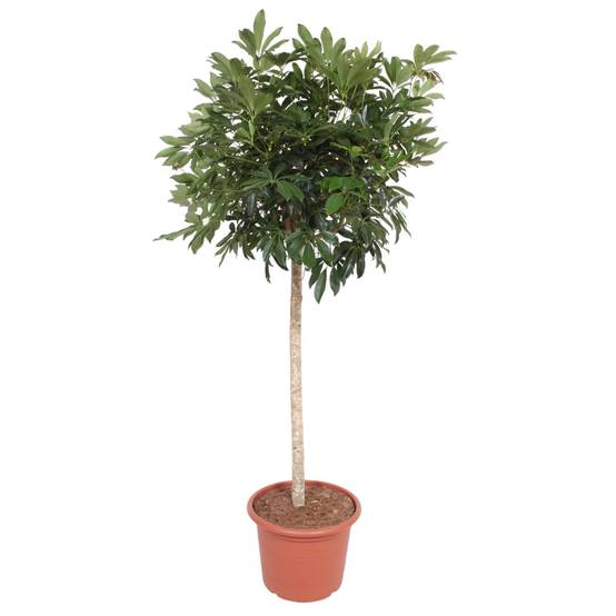 Schefflera Arboricola Compacta Arbre - D45 H190cm