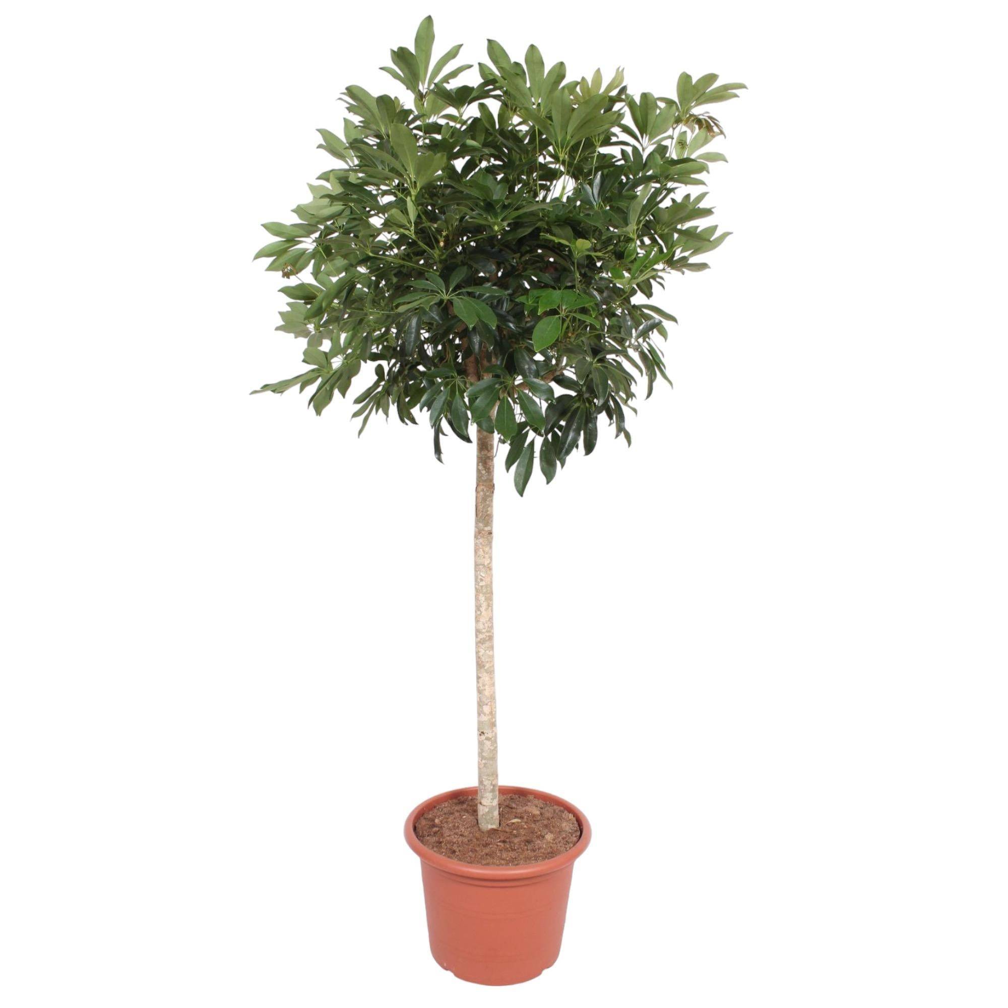 Schefflera Arboricola Compacta Arbre - D45 H190cm