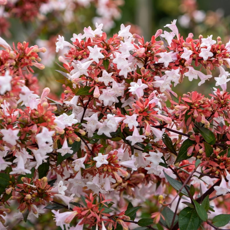 Abélia x grandiflora 'Raspberry Profusion' (Abelia x grandiflora 'Raspberry Profusion') - Godet 9cm - Pépinières Naudet - Image 1
